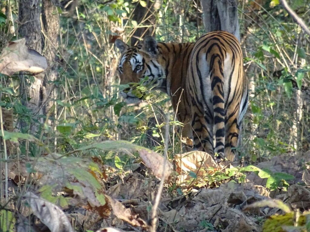 Tiger-spotting-safari