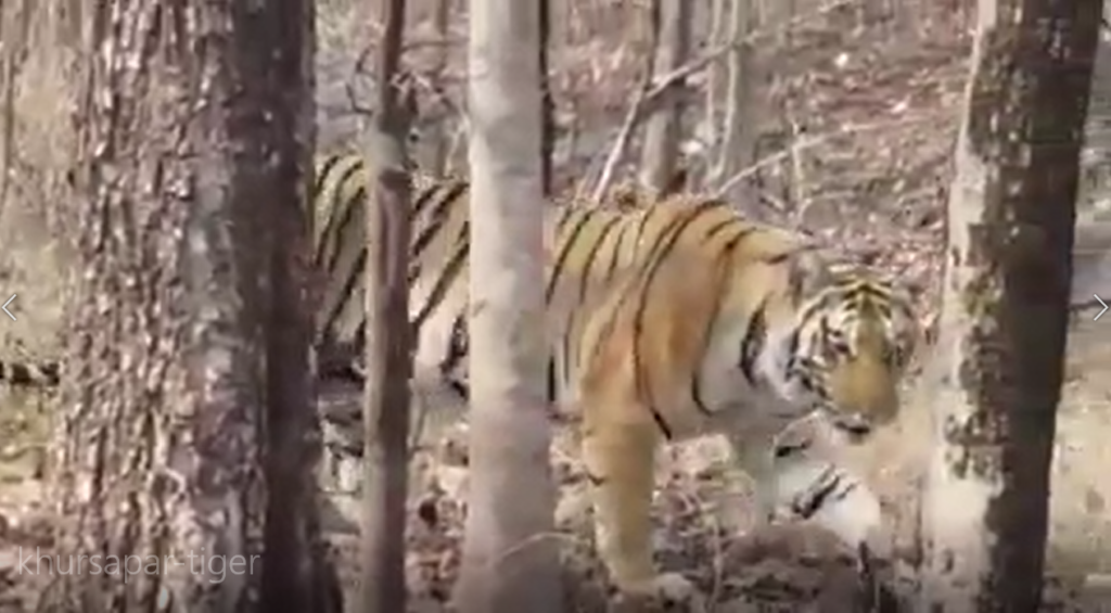 khursapar-tiger